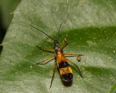 Hiranetis