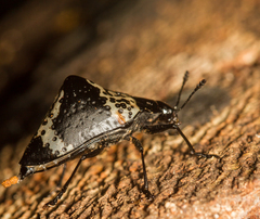Cypherotylus tigrinus