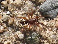 Asagena americana