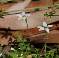Lobelia pedunculata