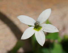 Lobelia pedunculata