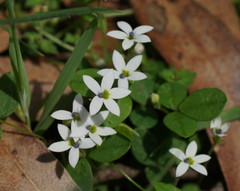 Lobelia pedunculata