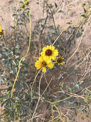 Argemone grandiflora