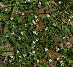 Lobelia pedunculata
