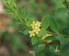 Pimelea flava flava