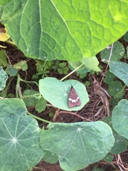 Nyctemera annulata × amicus