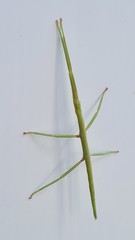 Clonopsis gallica