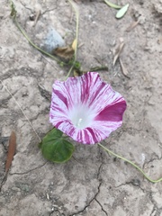 Argemone grandiflora