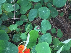 Nyctemera annulata × amicus