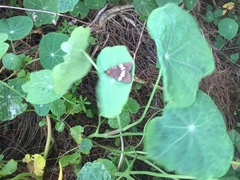 Nyctemera annulata × amicus