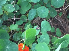 Nyctemera annulata × amicus