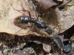 Bothroponera laevissima