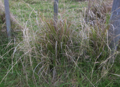 Carex longebrachiata