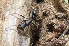 Bothroponera laevissima