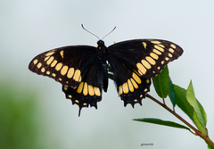 Papilio scamander