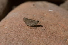Amblyscirtes oslari