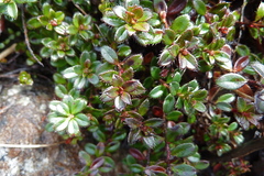 Gaultheria nummularioides