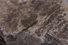 Amblyscirtes oslari