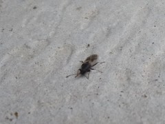 Metopoplax ditomoides
