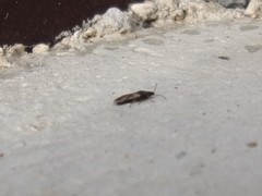 Metopoplax ditomoides