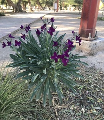 Argemone grandiflora