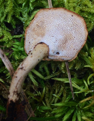 Polyporaceae