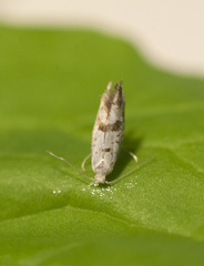 Argyresthia curvella