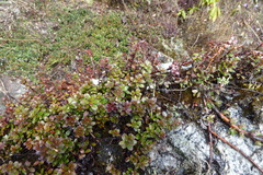 Gaultheria nummularioides