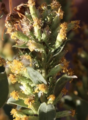 Solidago petiolaris