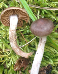 Cortinarius