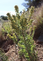 Solidago petiolaris