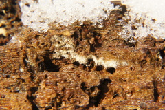 Sistotrema