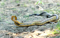 Palusophis bifossatus