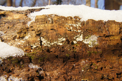 Sistotrema