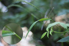 Elymus caninus