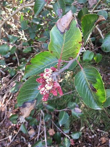 iNaturalist observation photo of sugar bush