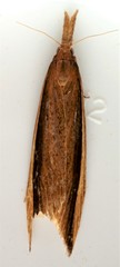 Donacaula albicostellus