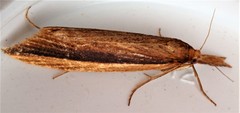 Donacaula albicostellus