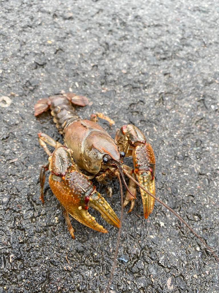Paintedhand Mudbug