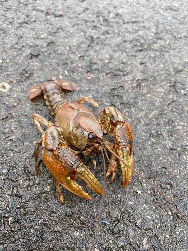 Paintedhand Mudbug