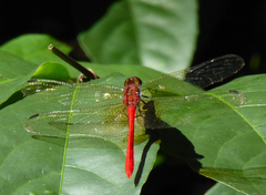 Rhodopygia cardinalis