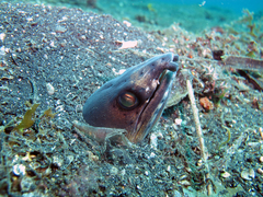 Ophichthus altipennis