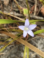Prismatocarpus brevilobus