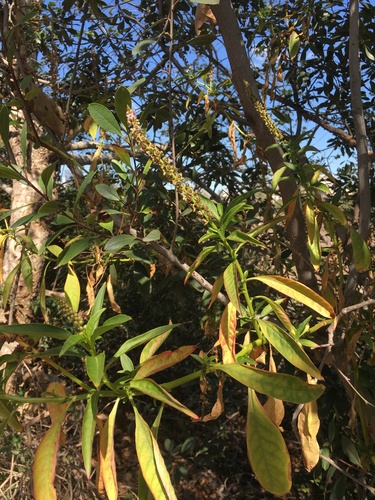 iNaturalist observation photo of Tropical Pokeweed