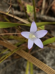 Prismatocarpus brevilobus