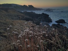 Armeria maritima californica