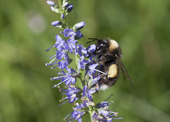Bombus sporadicus
