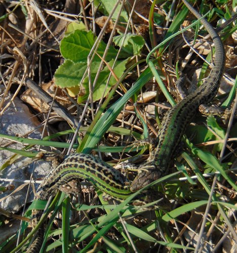 Dalmatian Wall Lizard, Podarcis melisellensis