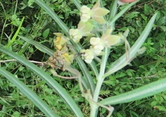 Gomphocarpus tomentosus tomentosus