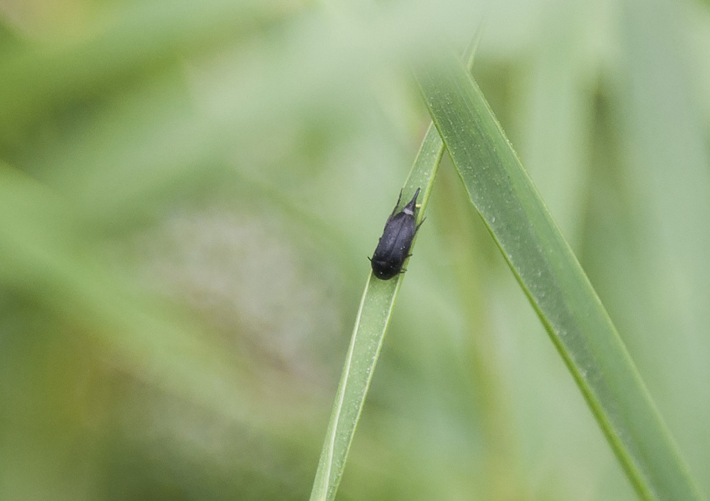Mordella aculeata